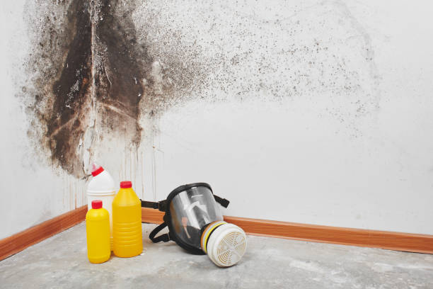 Best Residential Mold Removal  in Hartford, CT