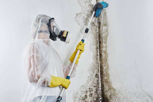 Best Mold Damage Repair  in Hartford, CT