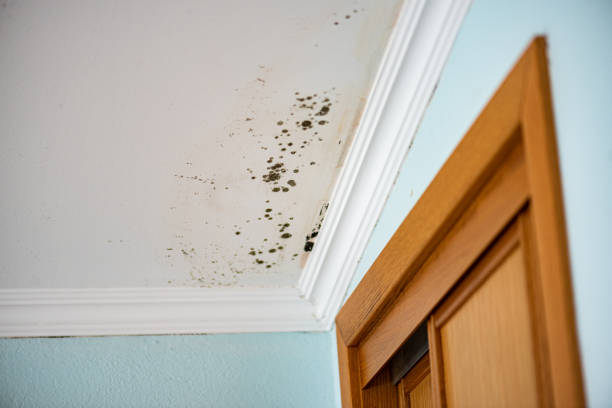 Home Mold Removal in Hartford, CT