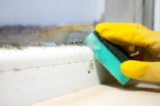 Trusted Hartford, CT Mold Removal Experts