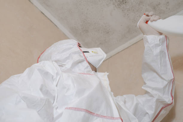 Best Attic Mold Removal  in Hartford, CT
