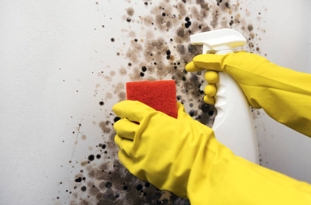 Best Certified Mold Removal  in Hartford, CT