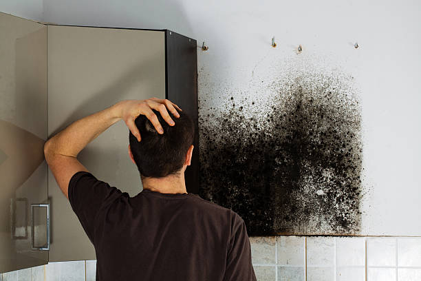 Best Residential Mold Removal  in Hartford, CT