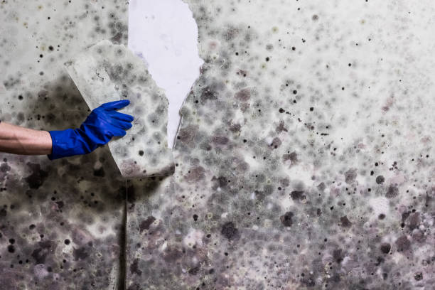 Best Mold Remediation Experts  in Hartford, CT