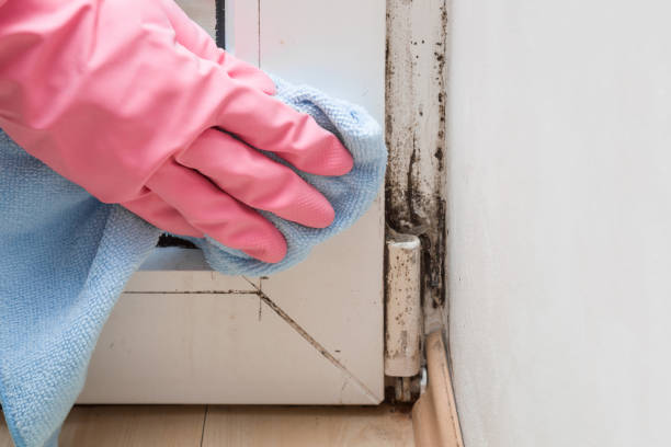 Best Mold Damage Repair  in Hartford, CT